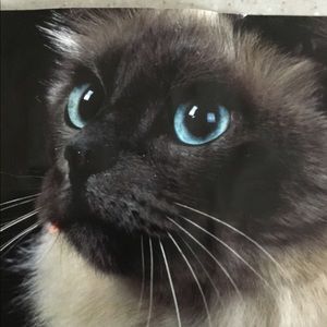 🚫🚫FOR BR 62 ONLY TRADE🚫🚫